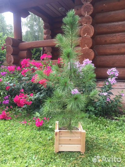 Саженцы кедра сибирского