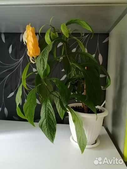 Комнатные растения