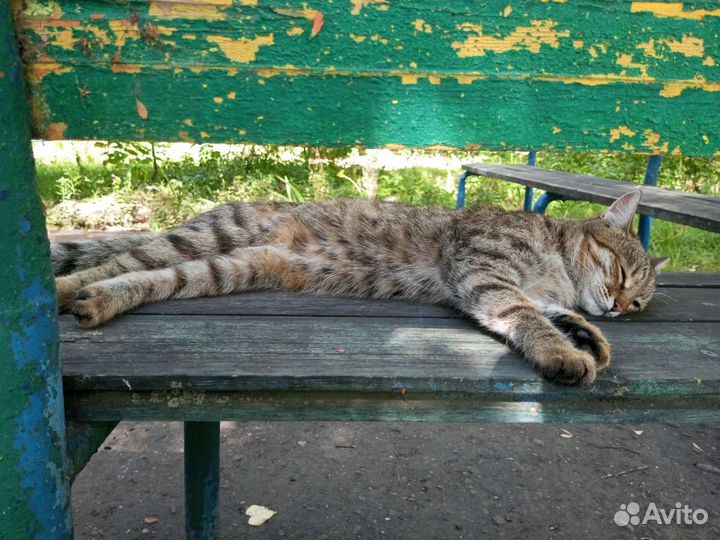 Ищем дом для молодой кошки