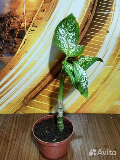 Комнатные растения