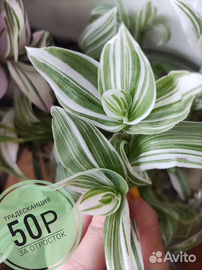 Традесканция