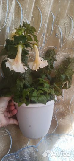 Цветущий ахименес Голден Белл