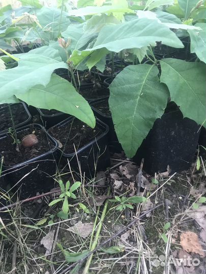 Саженцы дуб краснолистный. Дуб красный