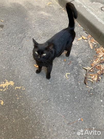 Черный кот