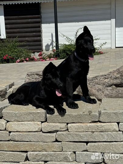 Щенки немецкой овчарки