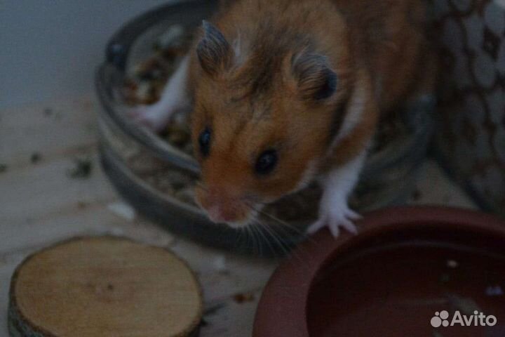 Передержка