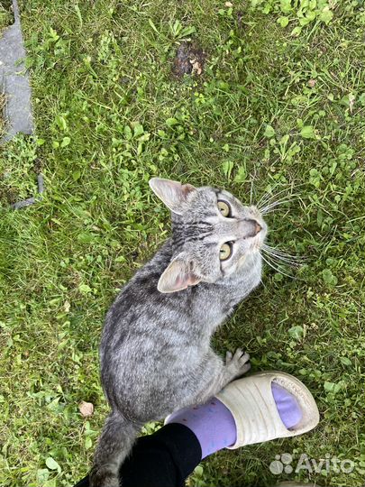 Найден кот чехов