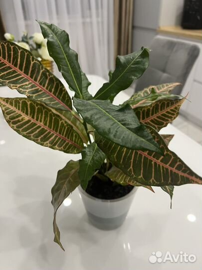 Кодиеум кротон