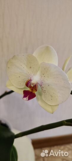 Орхидея фаленопсис