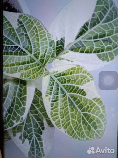 Фиттония Angel Snow гигант