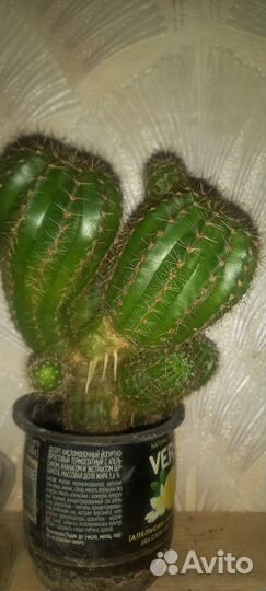 Кактусиная куча мала