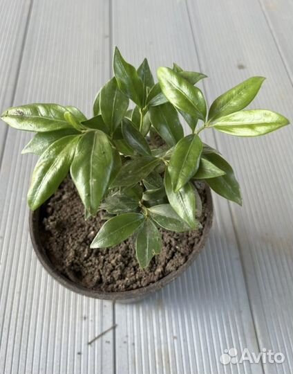 Саркококка