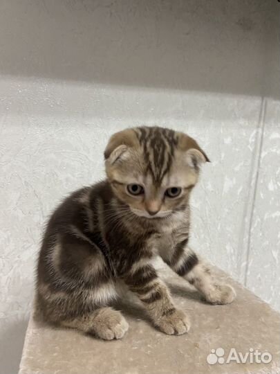 Шотландская вислоухая