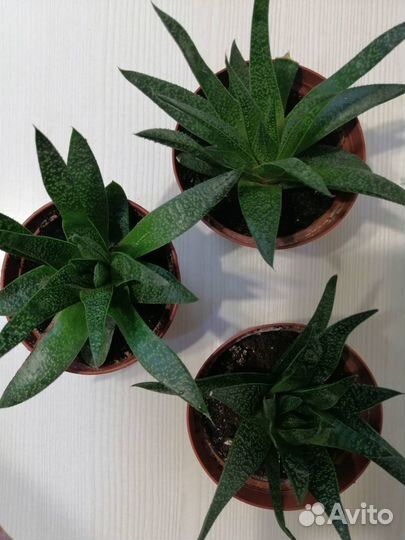 Продам цветы комнатные