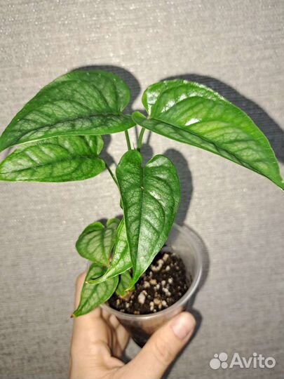 Сциндапсус