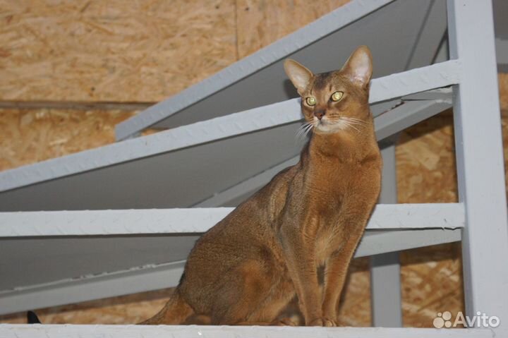 Абиссинский кот вязка