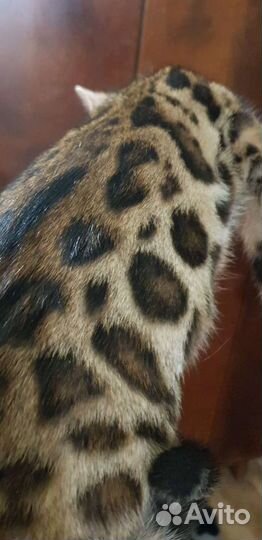 Бенгальская