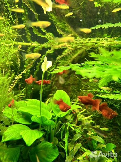 Пецилии красный коралл