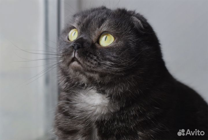 Шотландская вислоухая кошечка (скоттиш-фолд)