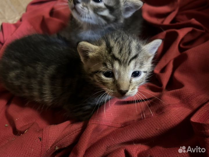 Котята в добрые руки бесплатно