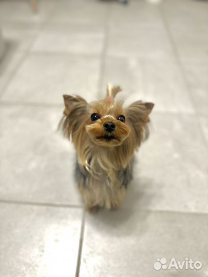 В добрые руки