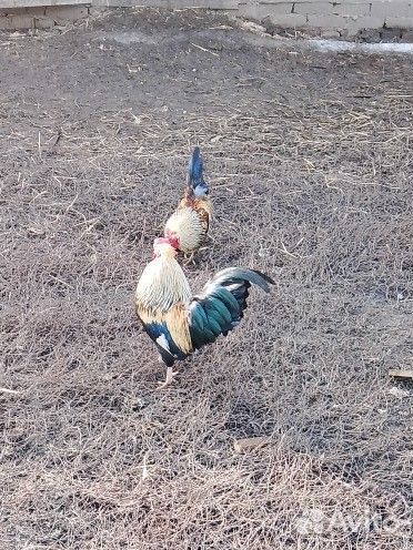 Куры корольки