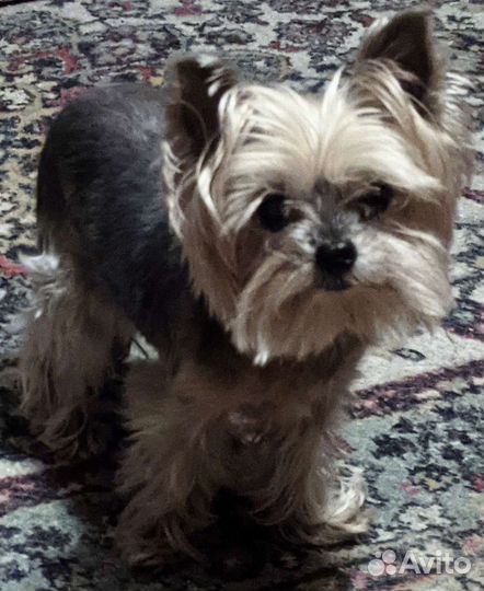 Передержка собак