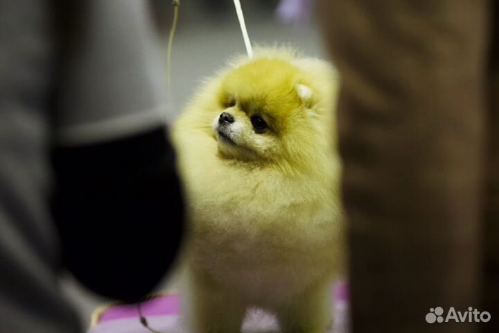 Померанский шпиц мини мальчик