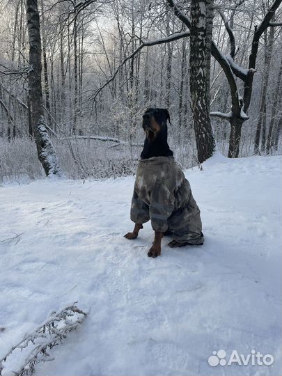 Собака в добрые руки доберман
