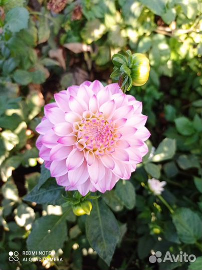 Георгины клубни