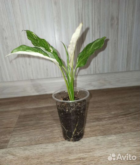 Спатифиллум Джемини