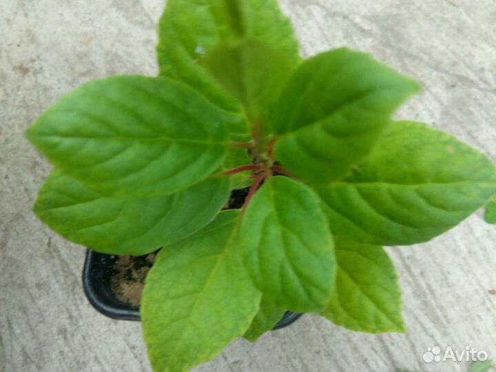 Саженцы и семена лимонника китайского