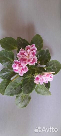 Фиалки сортовые