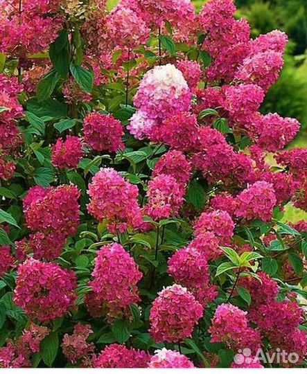 Гортензия метельчатая Лидия Сильвер доллар