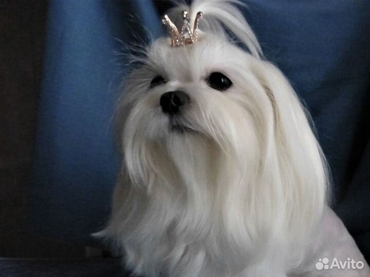 Кобели мальтезе - вязка