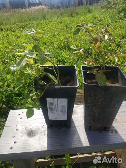 Роза плетистая