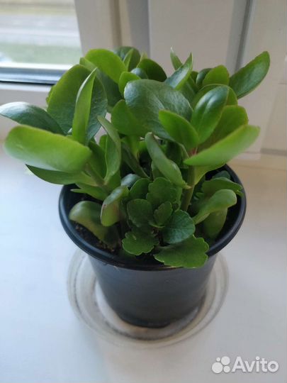 Каланхоэ микс