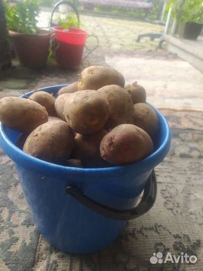 Продам картофель