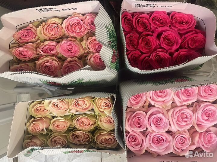 Цветы, розы с плантации Эквадора. Оптом, розница