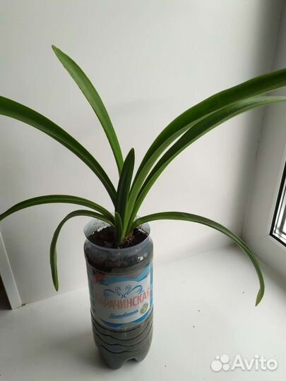 Гиппеаструм (амариллис)