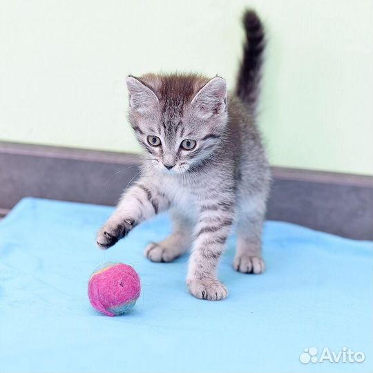 Котенок Сильвер