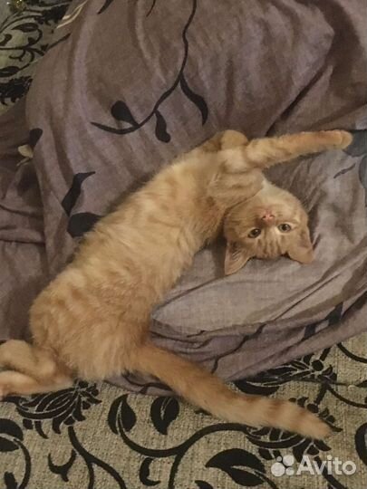 Котята в хорошие. Ответственный руки