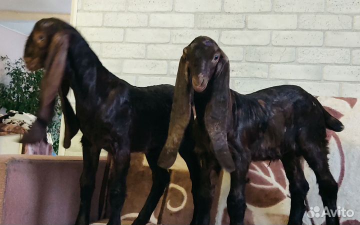 Козочка чп камори