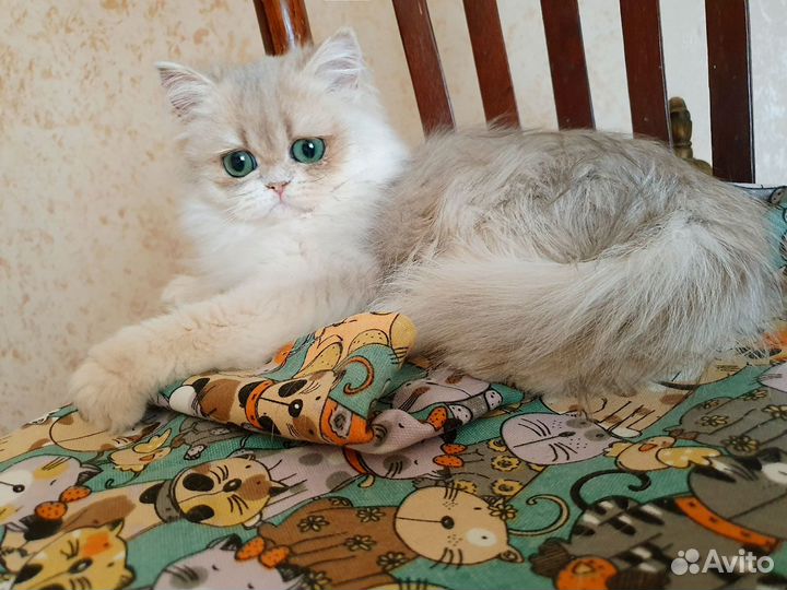 Голубая золотистая затушёванная кошка