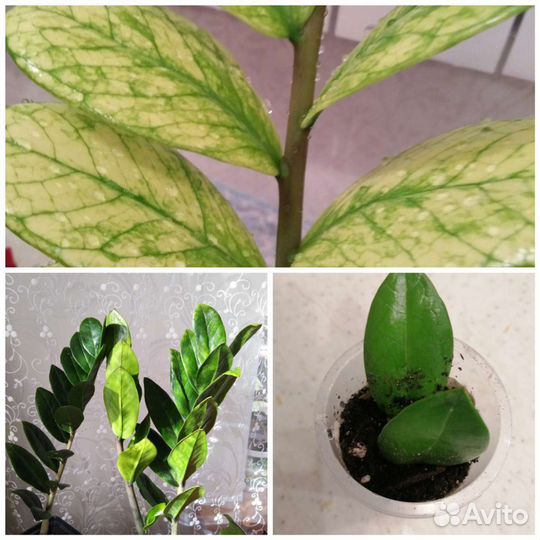 Замиокулькасы вариегатные