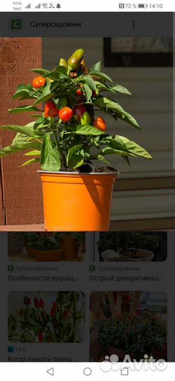 Комнатные перчики