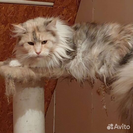 Мейн-кун