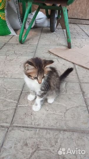 Милые котята