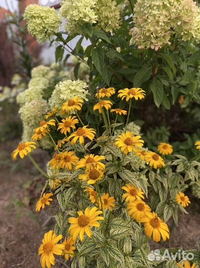 Многолетние садовые растения