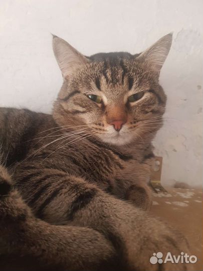 Прекрасный котик в поисках дома